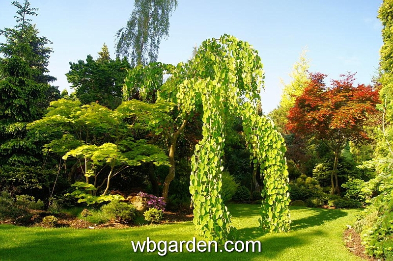 wbgarden spring 2.JPG